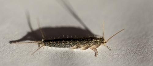 Réf. 190 685 : Ctenolepisma lineata